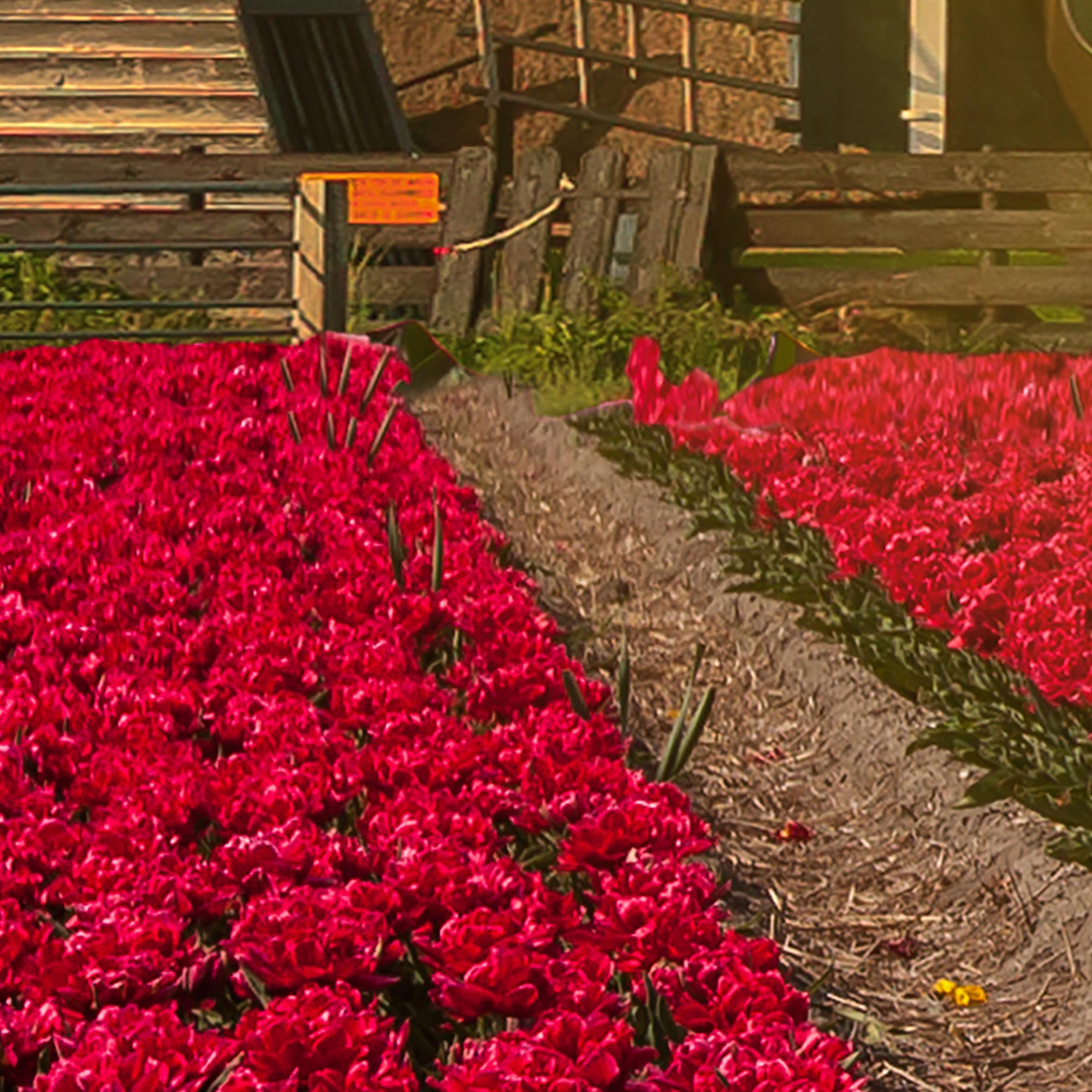 Tapeta Větrný mlýn při východu slunce