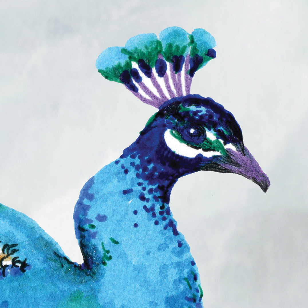 Tapeta Kapr Koi a páv