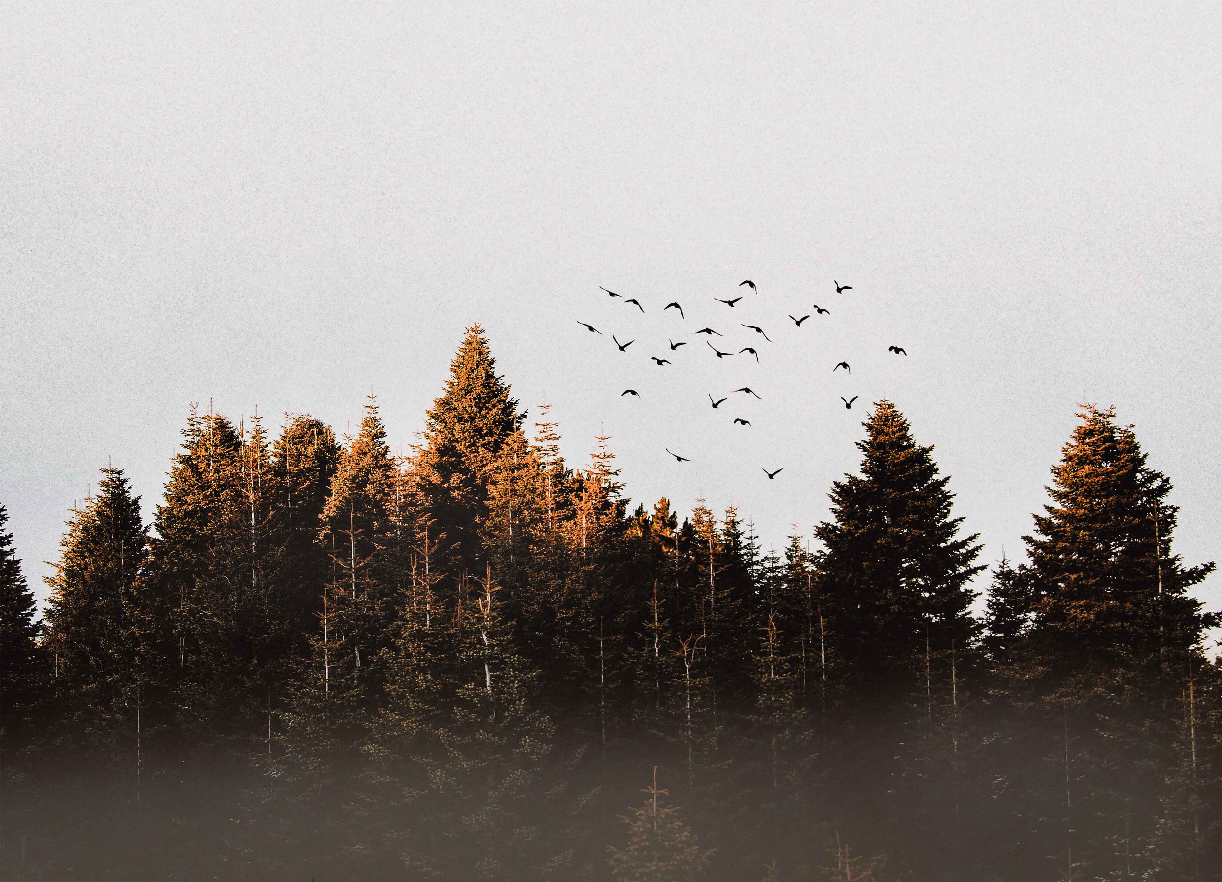 Tapeta Hořlavé probuzení lesa