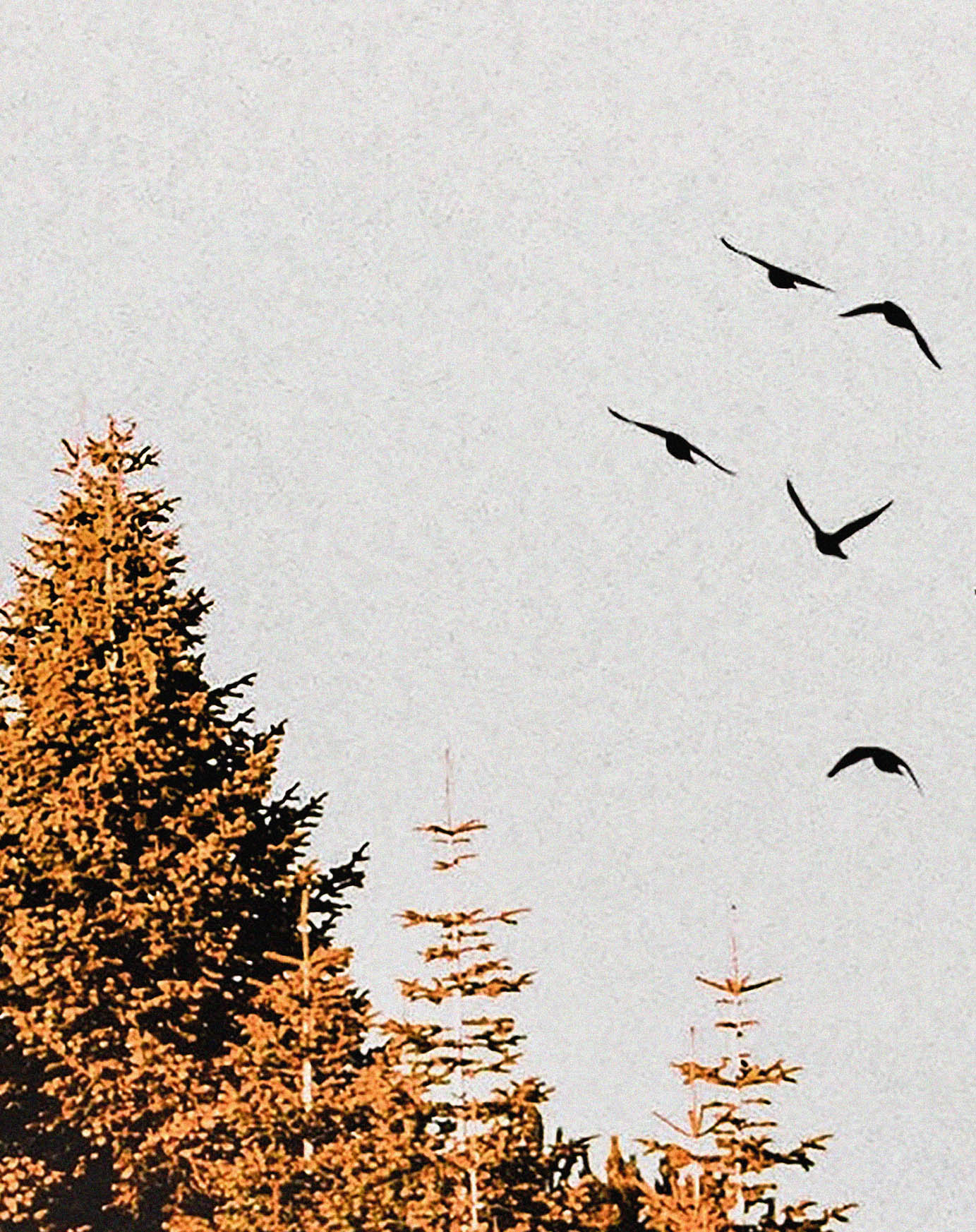 Tapeta Hořlavé probuzení lesa