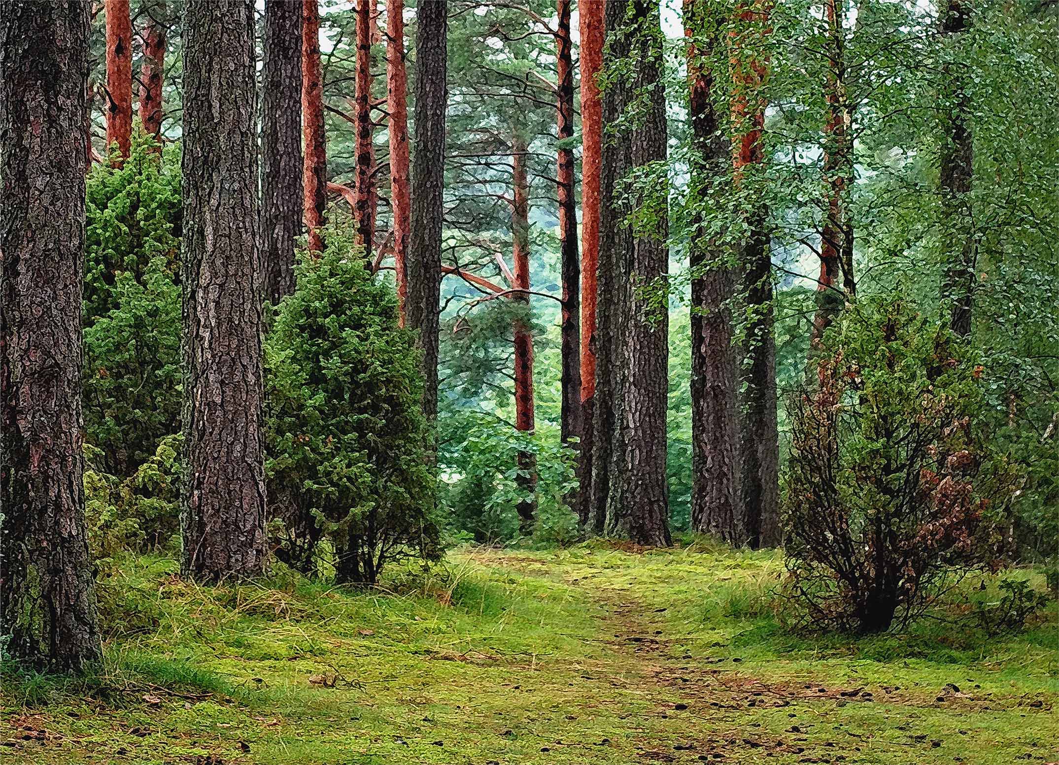 Tapeta Mechová cestička v lese