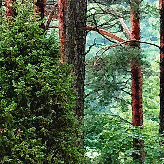 Tapeta Mechová cestička v lese