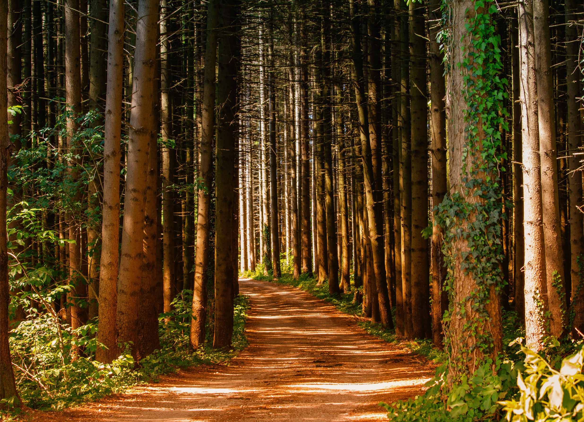 Tapeta Cestička v lese