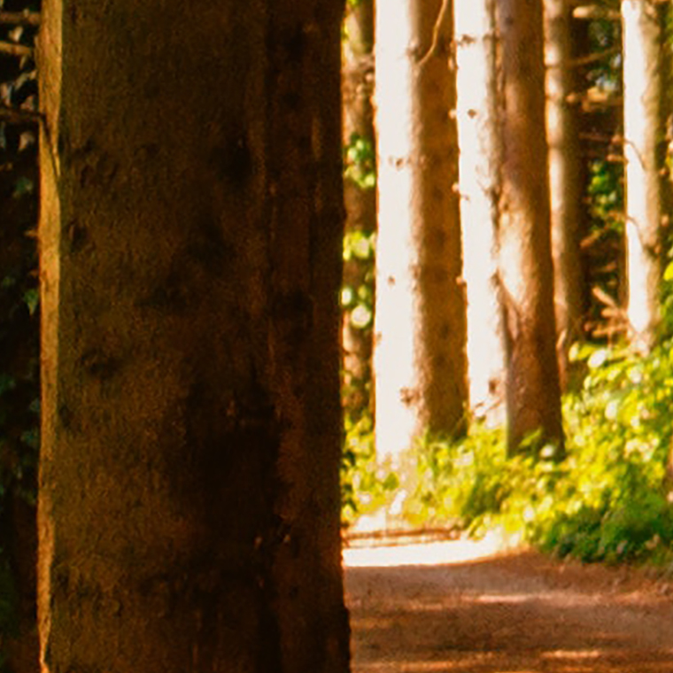 Tapeta Cestička v lese