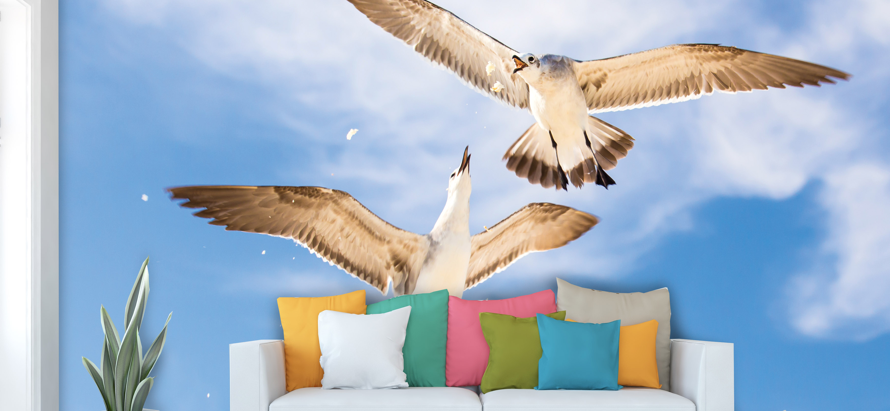 Tapeta Racci a krmení