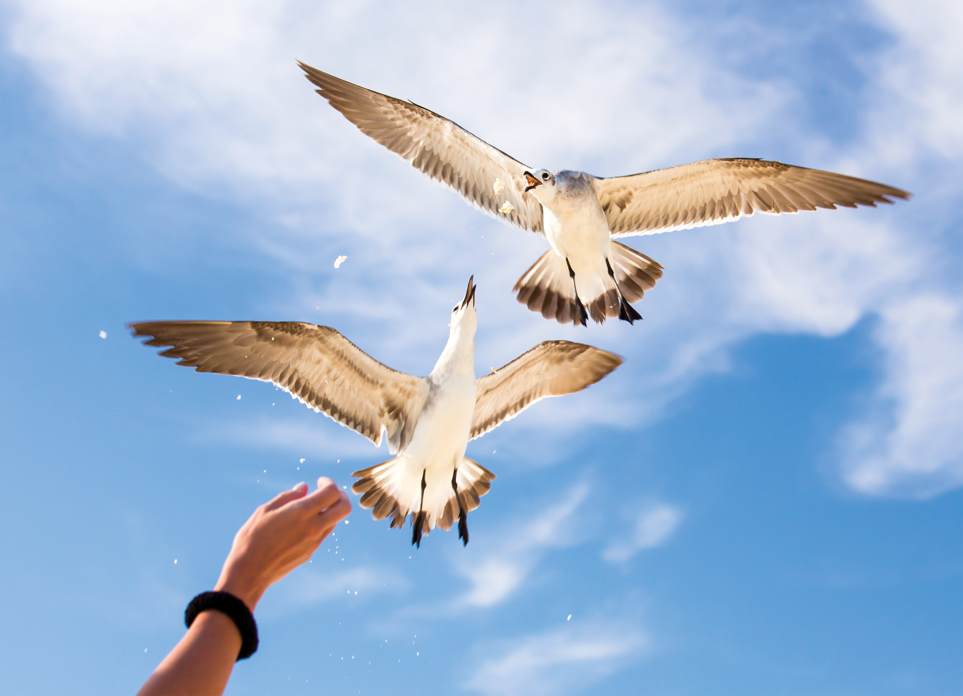 Tapeta Racci a krmení