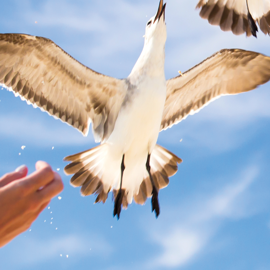 Tapeta Racci a krmení