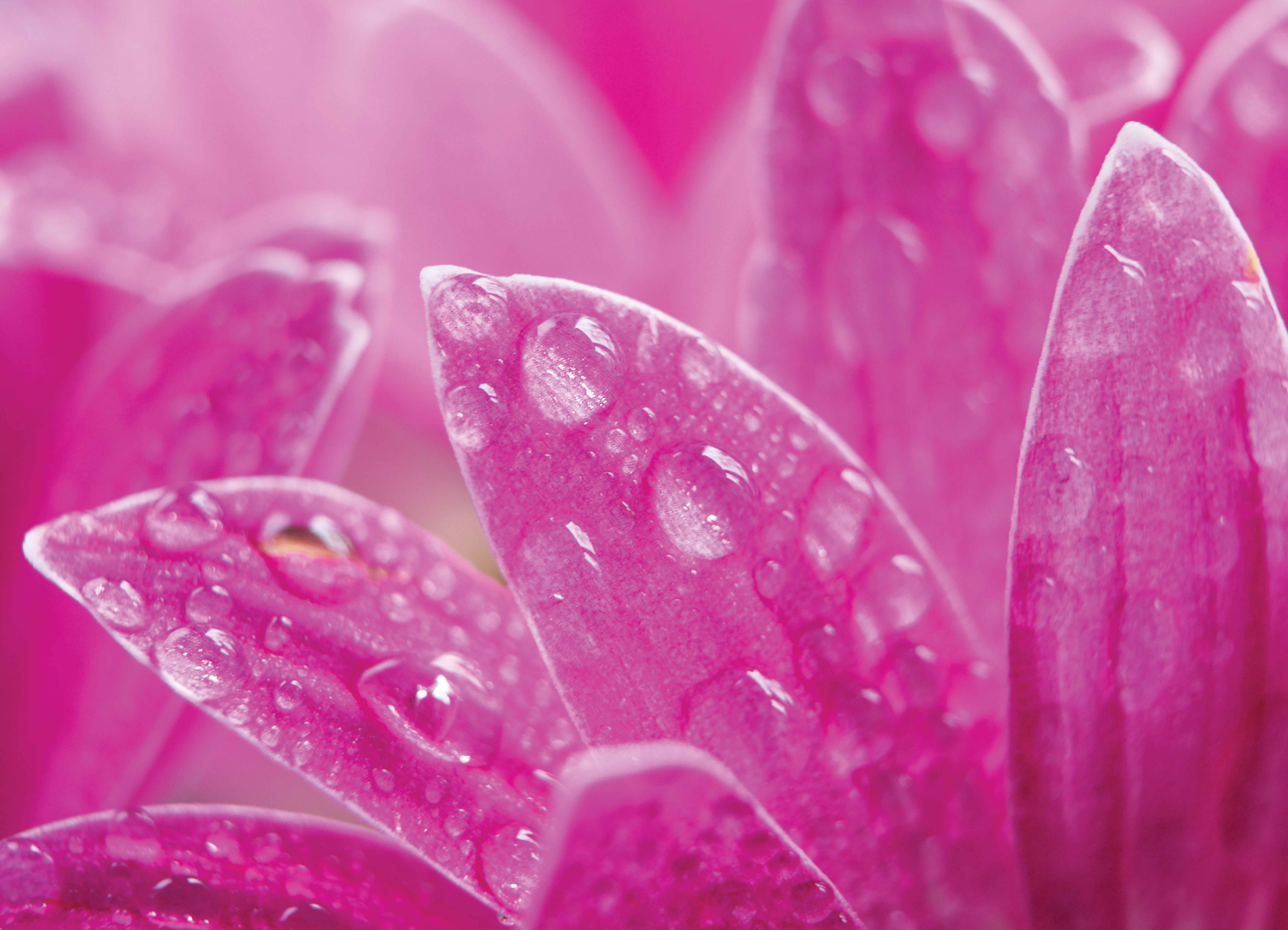 Tapeta Květ s ranní rosou