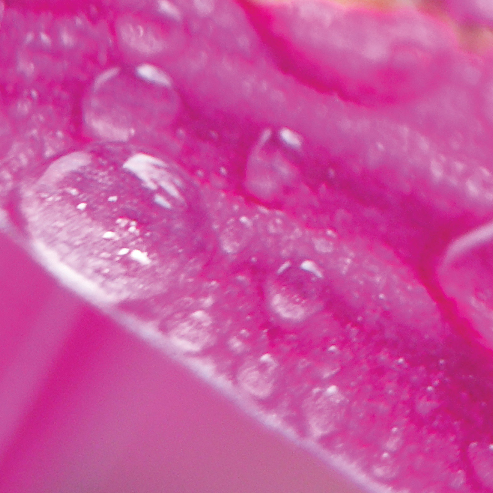 Tapeta Květ s ranní rosou