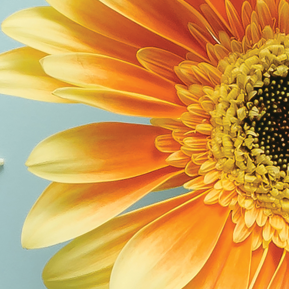 Tapeta jednoduchá a veselá gerbera