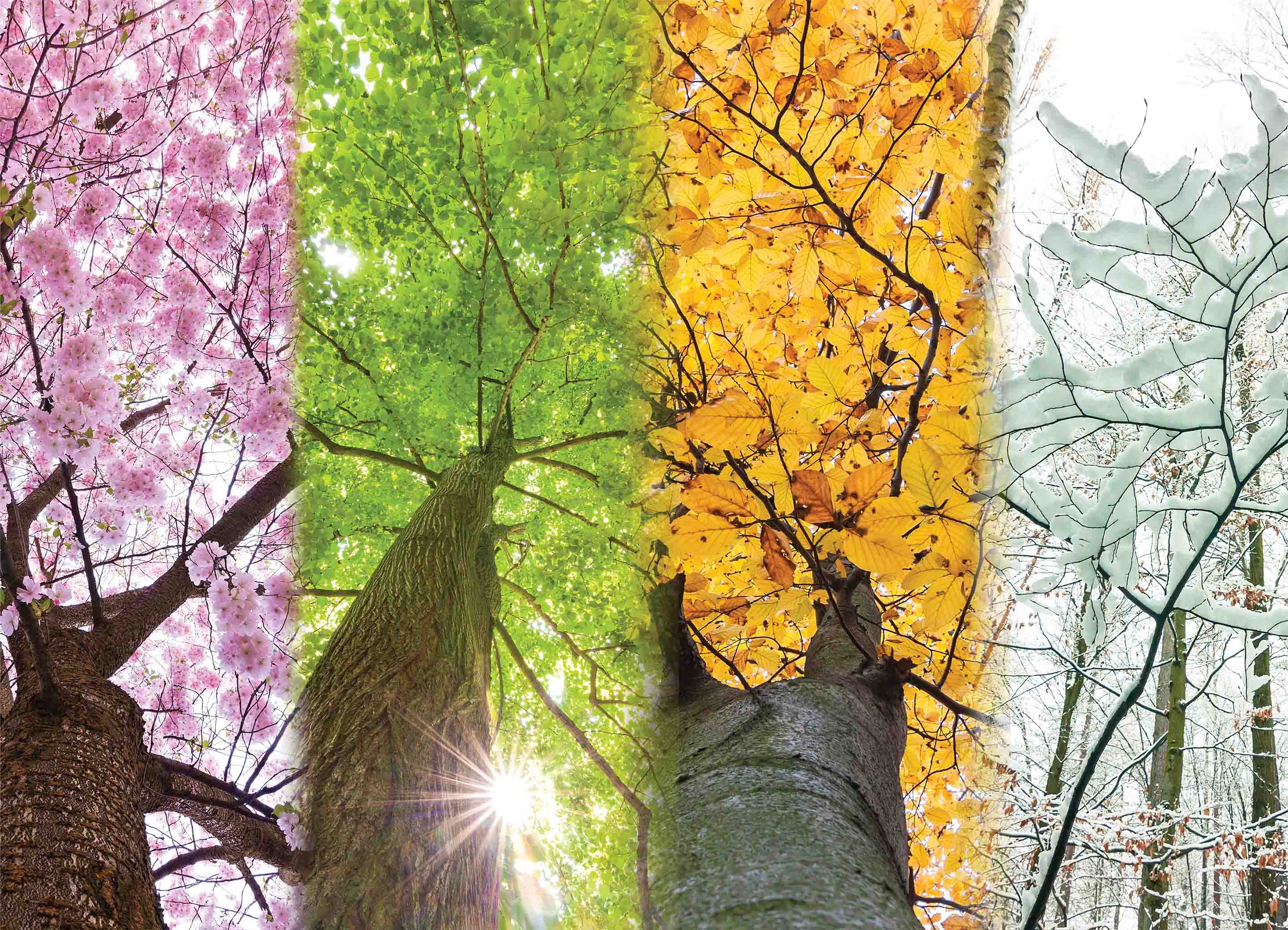 Tapeta Roční období