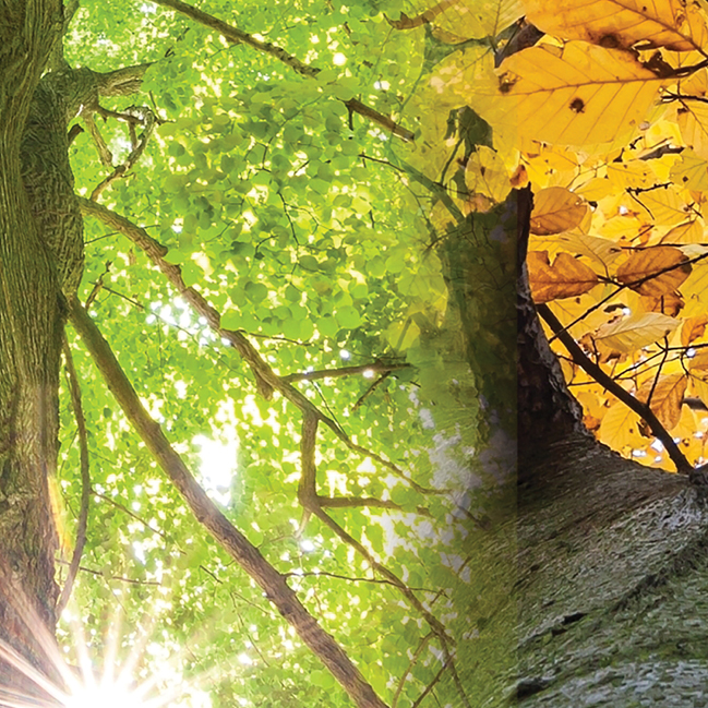 Tapeta Roční období