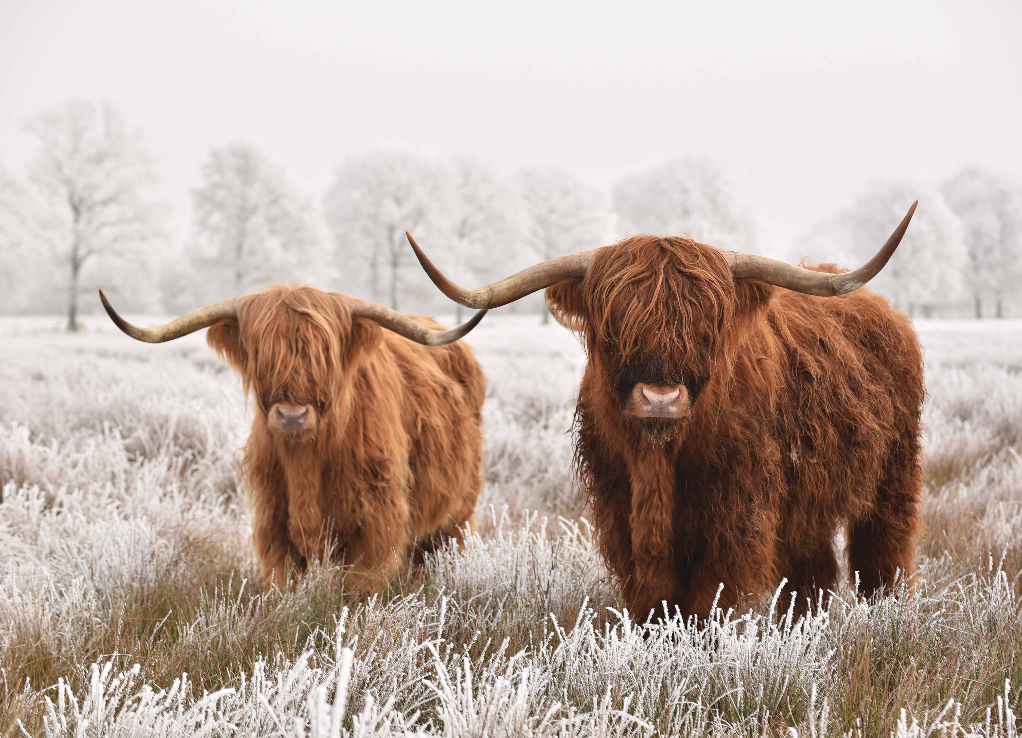 Tapeta Skotský náhorní skot