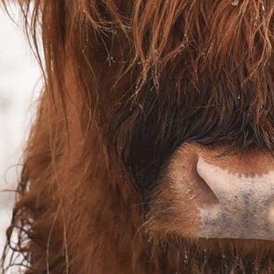 Tapeta Skotský náhorní skot