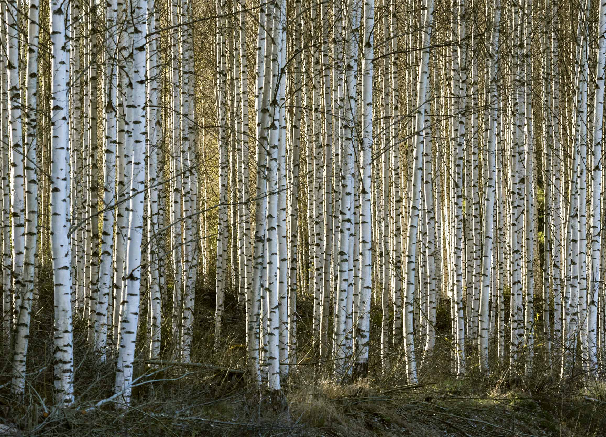 Tapeta Březový háj
