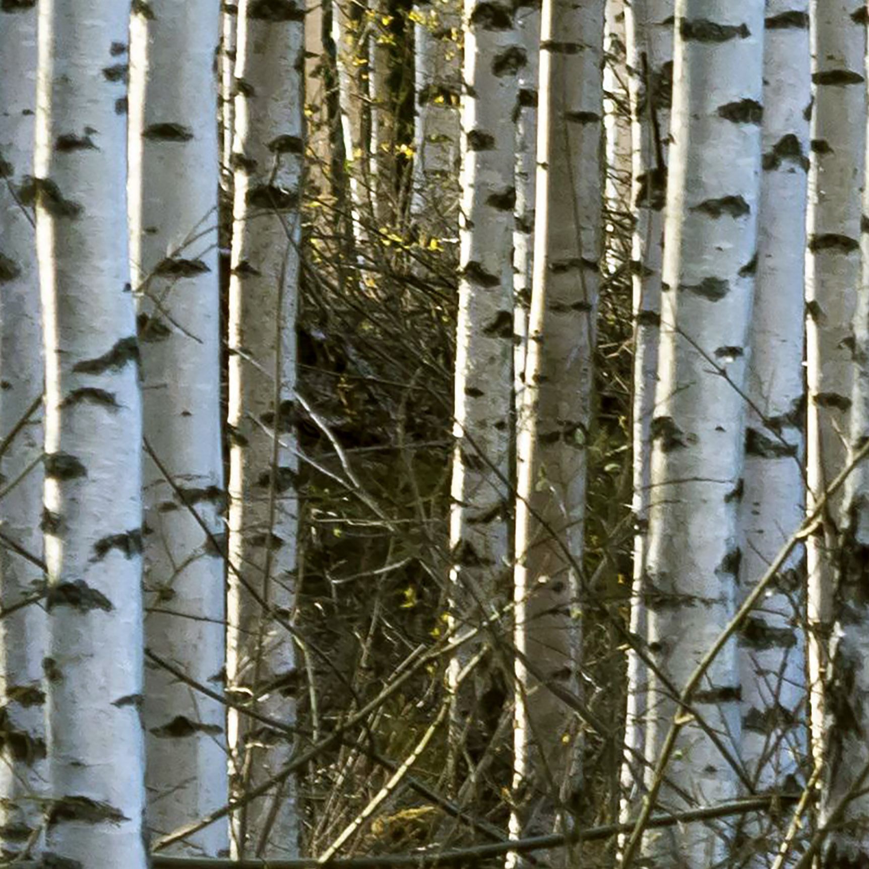 Tapeta Březový háj