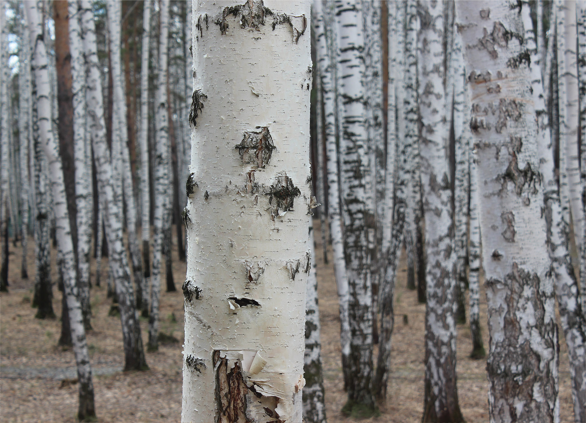 Tapeta Zaostřená bříza