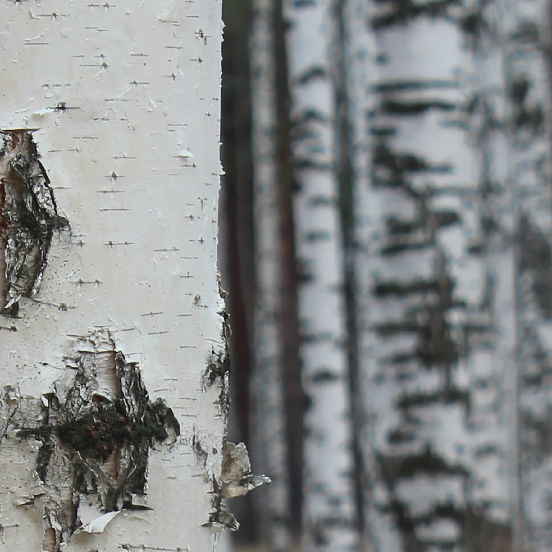 Tapeta Zaostřená bříza