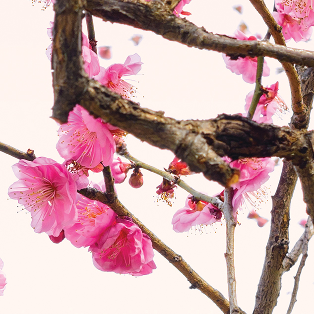 Tapeta Sakura ozdobná