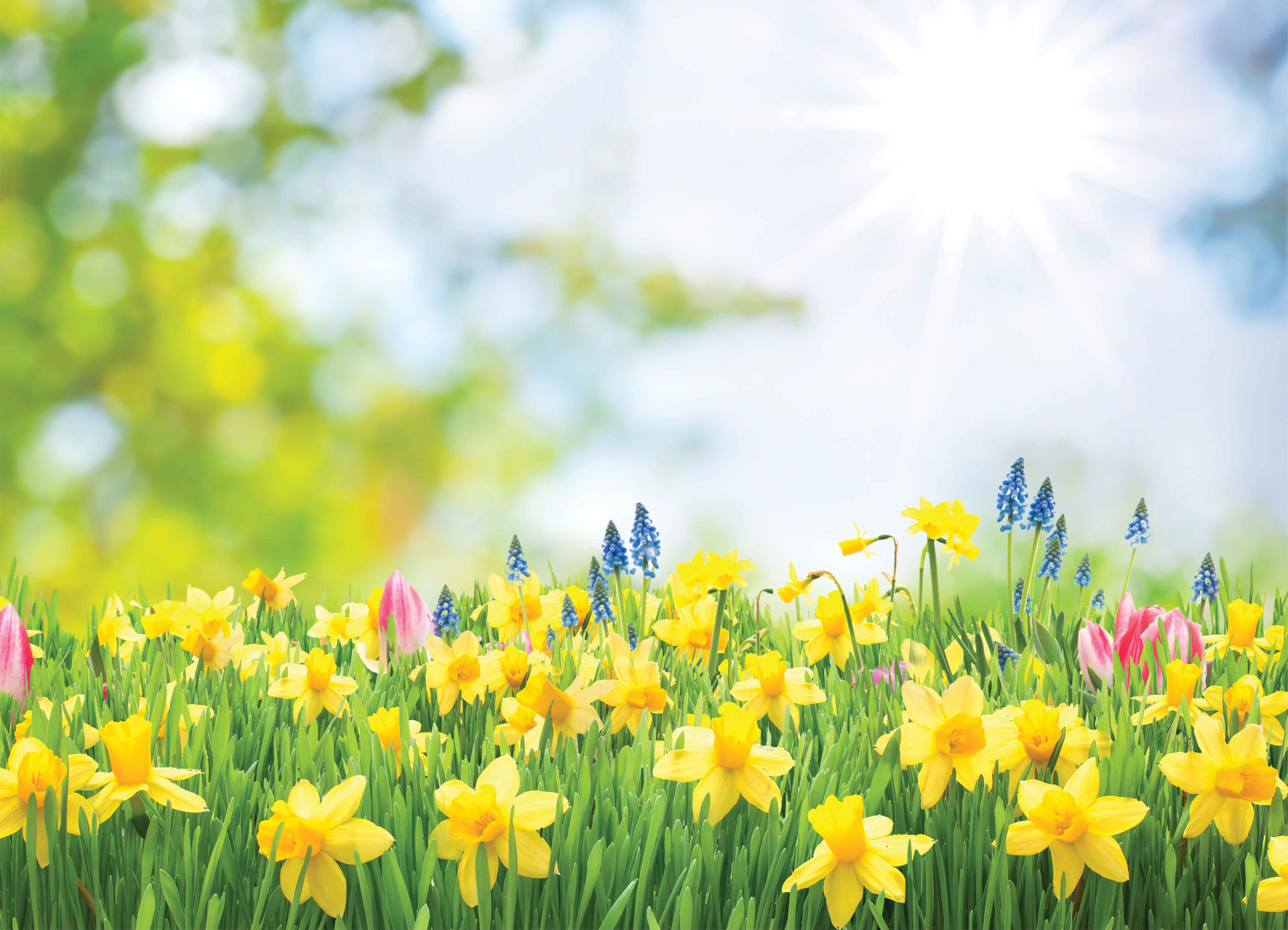 Fototapeta narcisy na louce