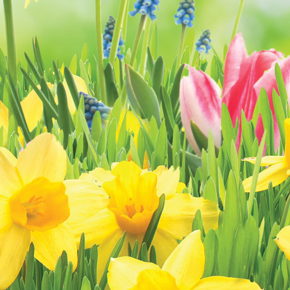 Fototapeta narcisy na louce