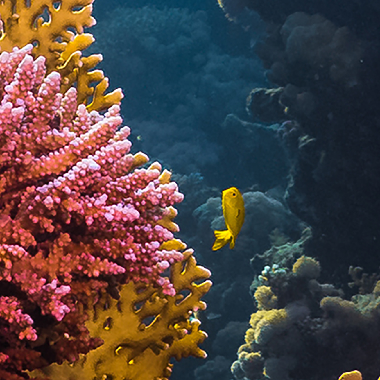 Tapeta svět pod mořem