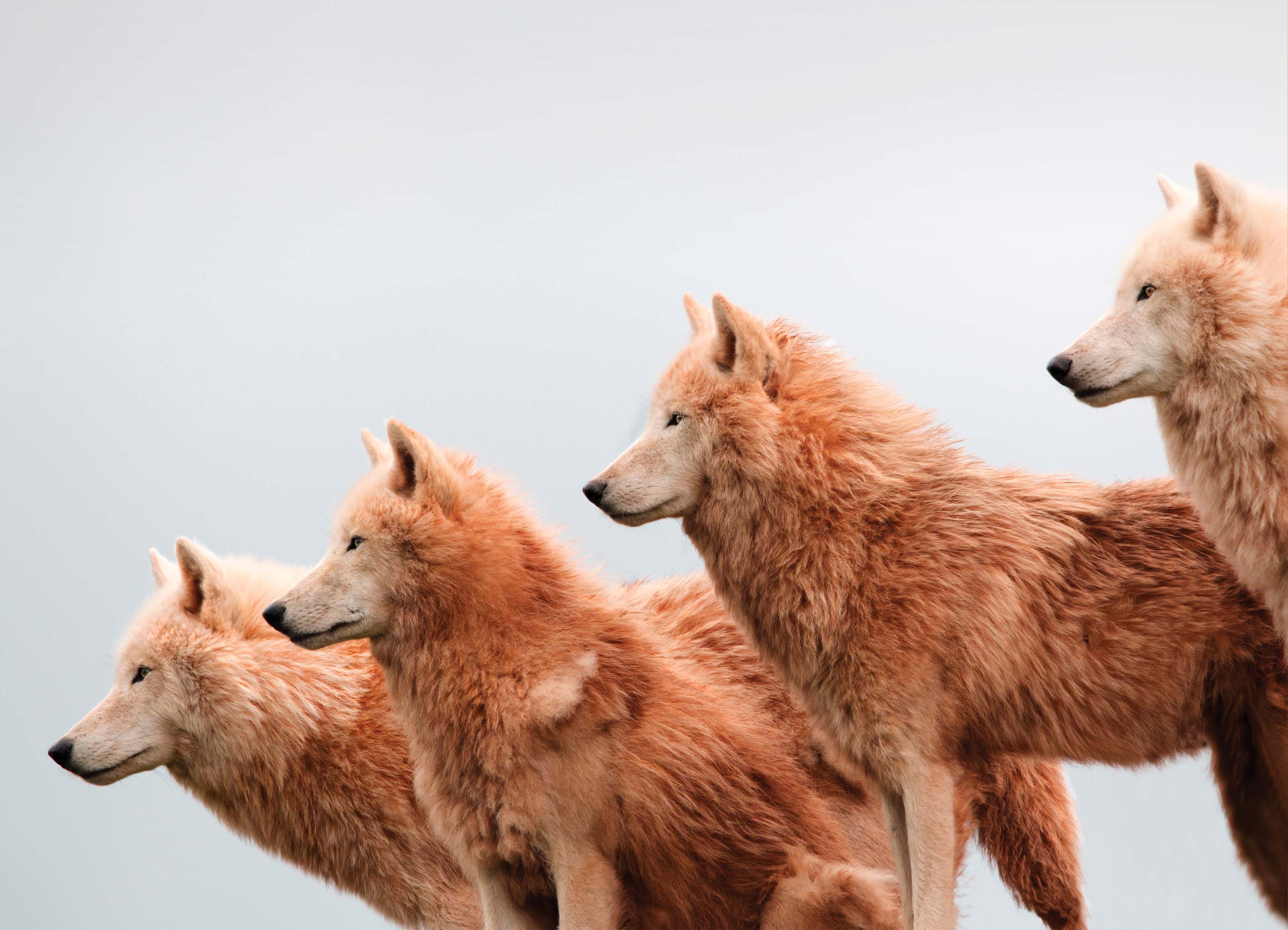 Tapeta vlčí smečka