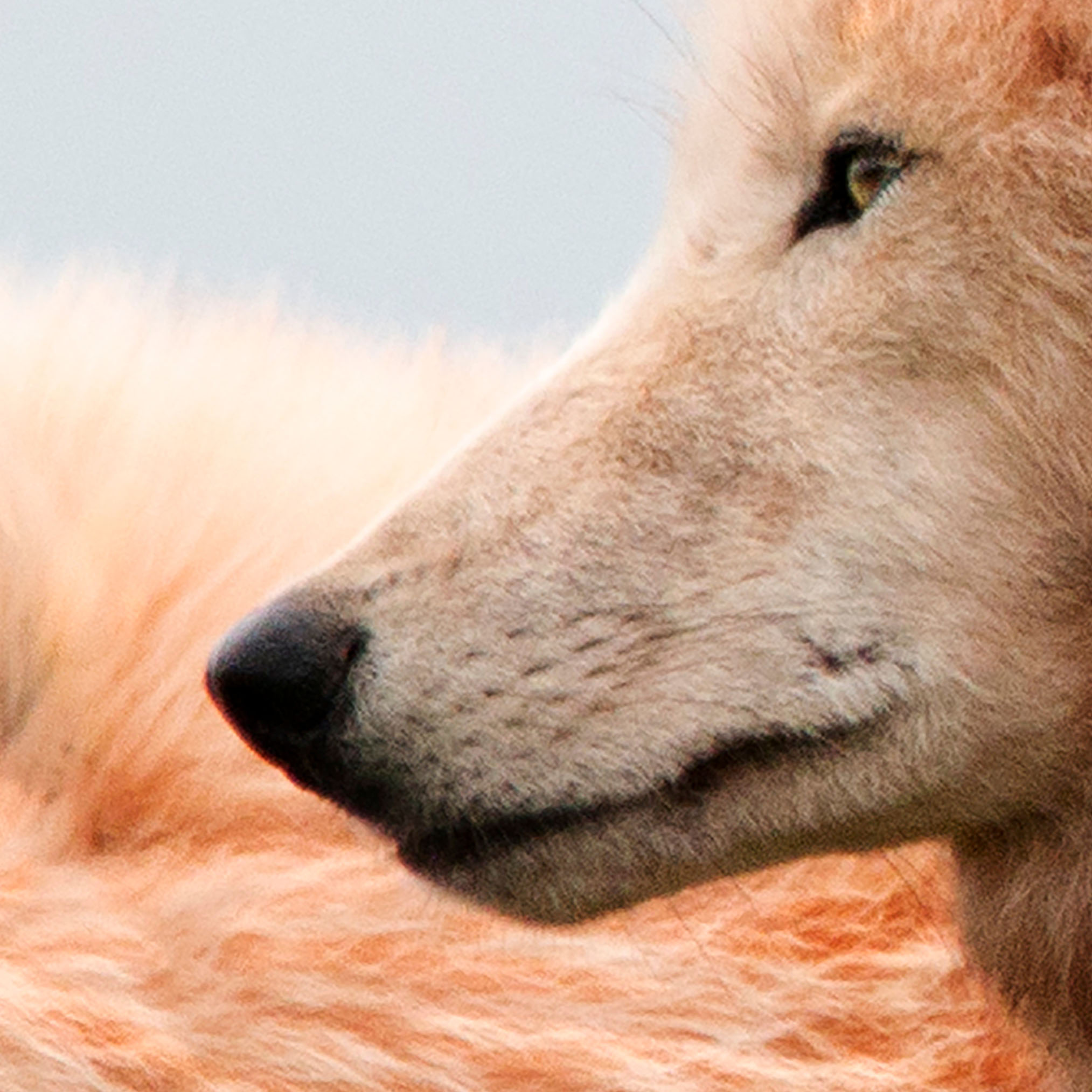 Tapeta vlčí smečka