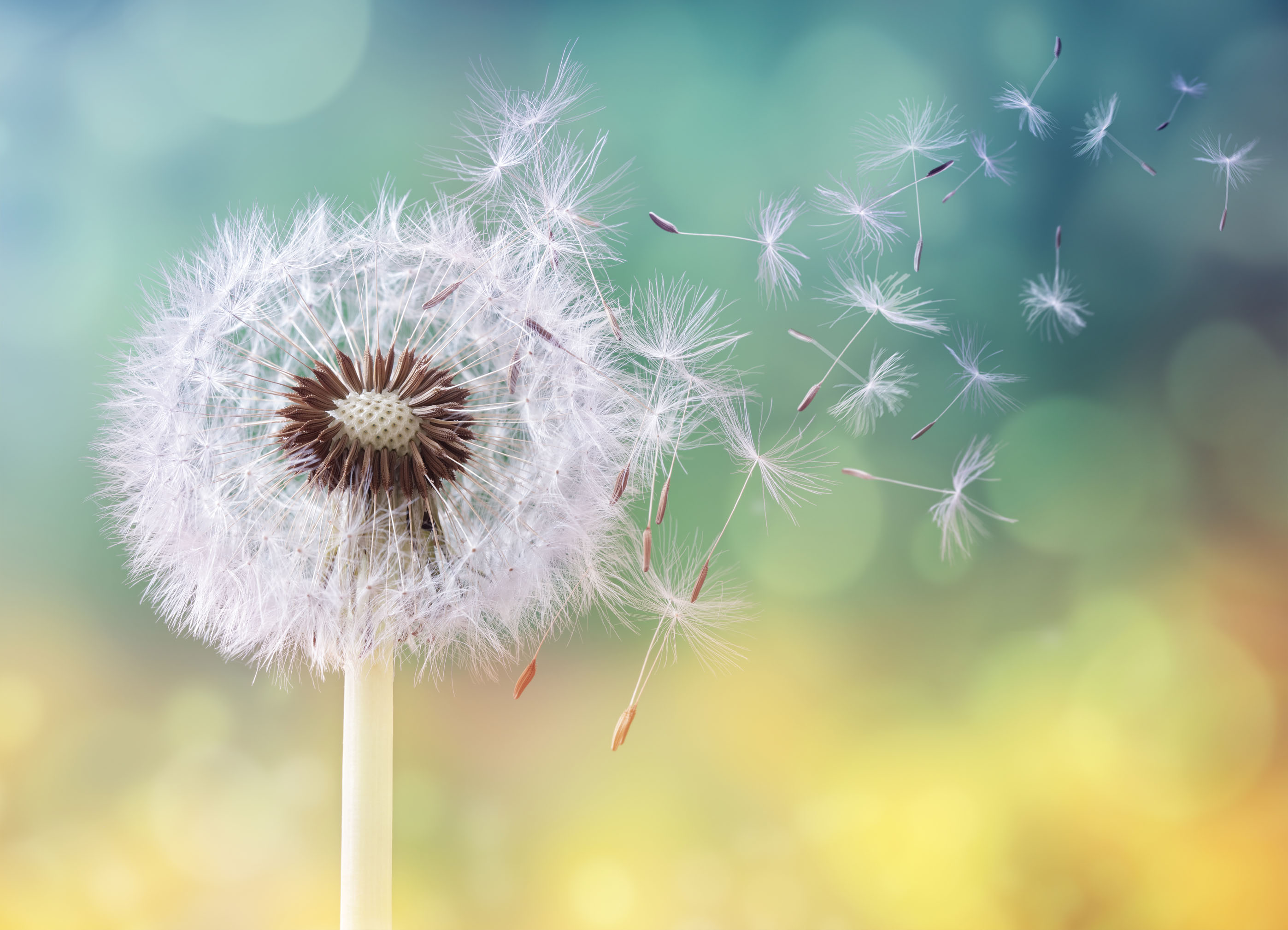 Tapeta Pampeliška ve větru