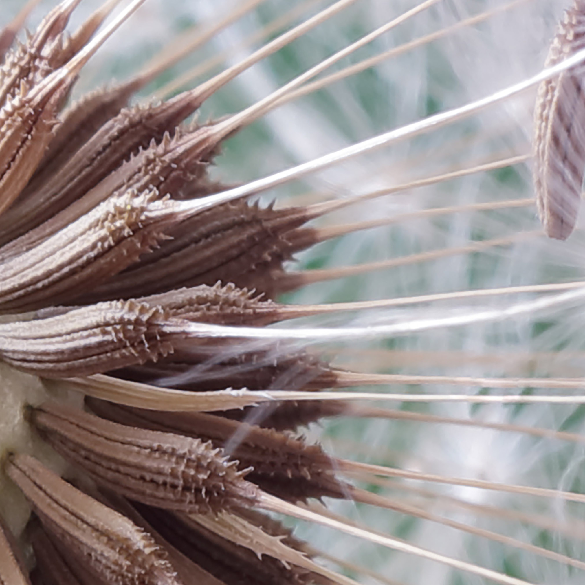 Tapeta Pampeliška ve větru