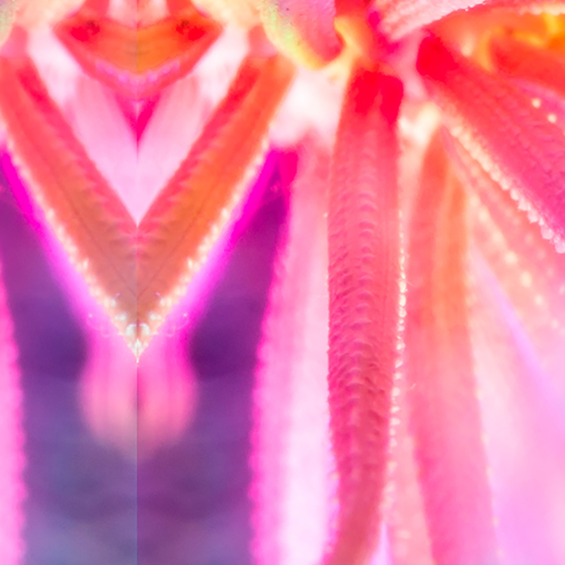 Tapeta abstrakt pampeliška