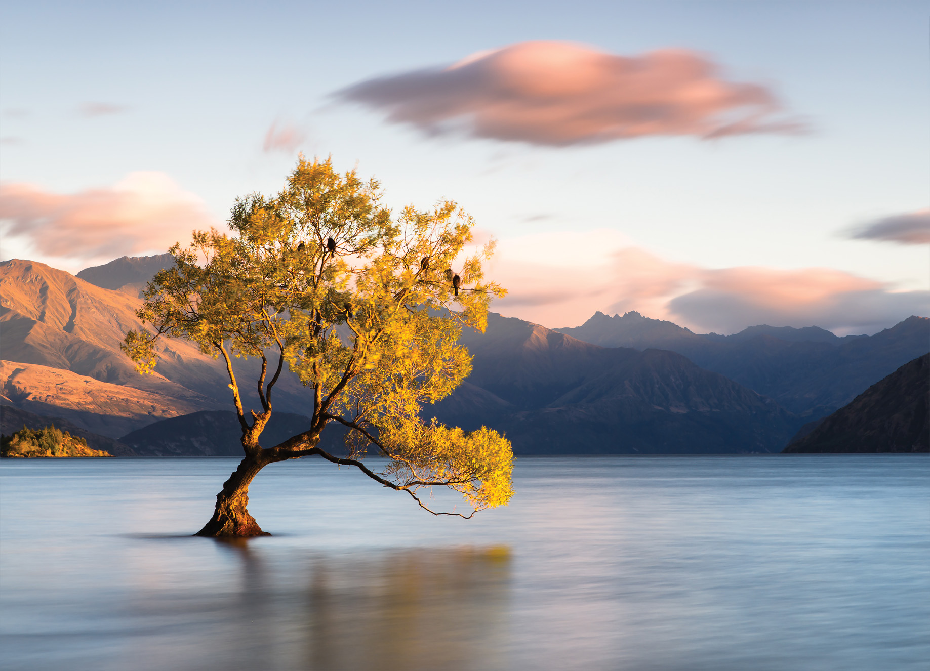 Tapeta Jezerní strom