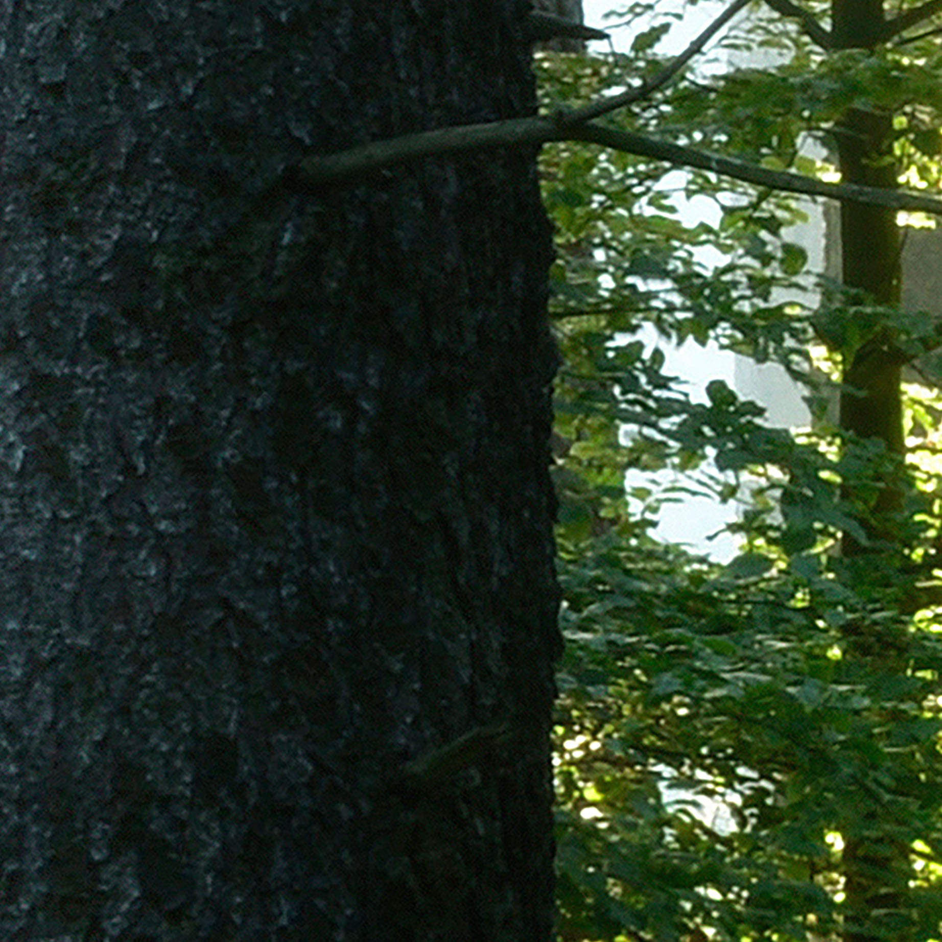 Tapeta Lesní pohoda
