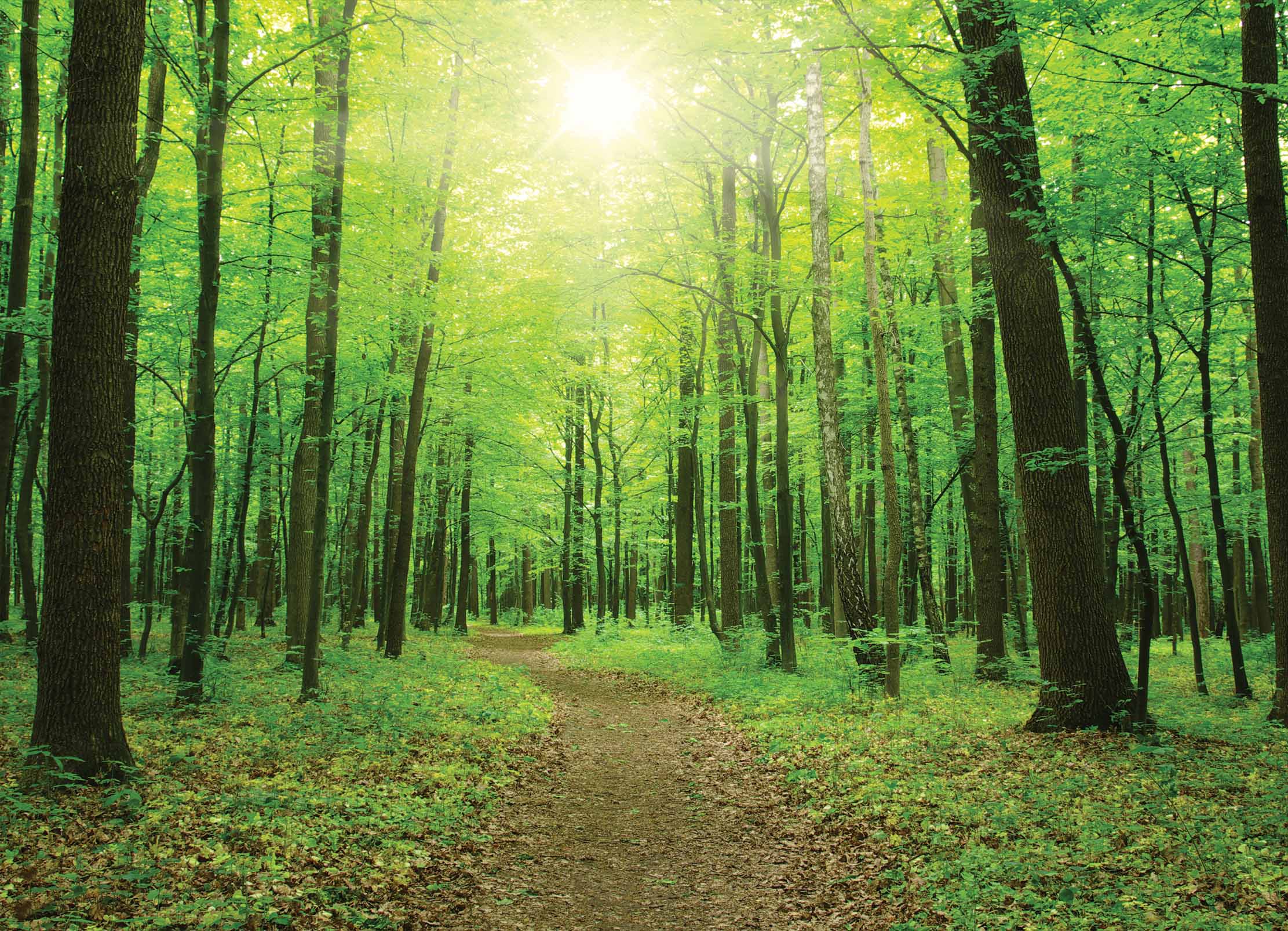 Tapeta Lesní pěšina