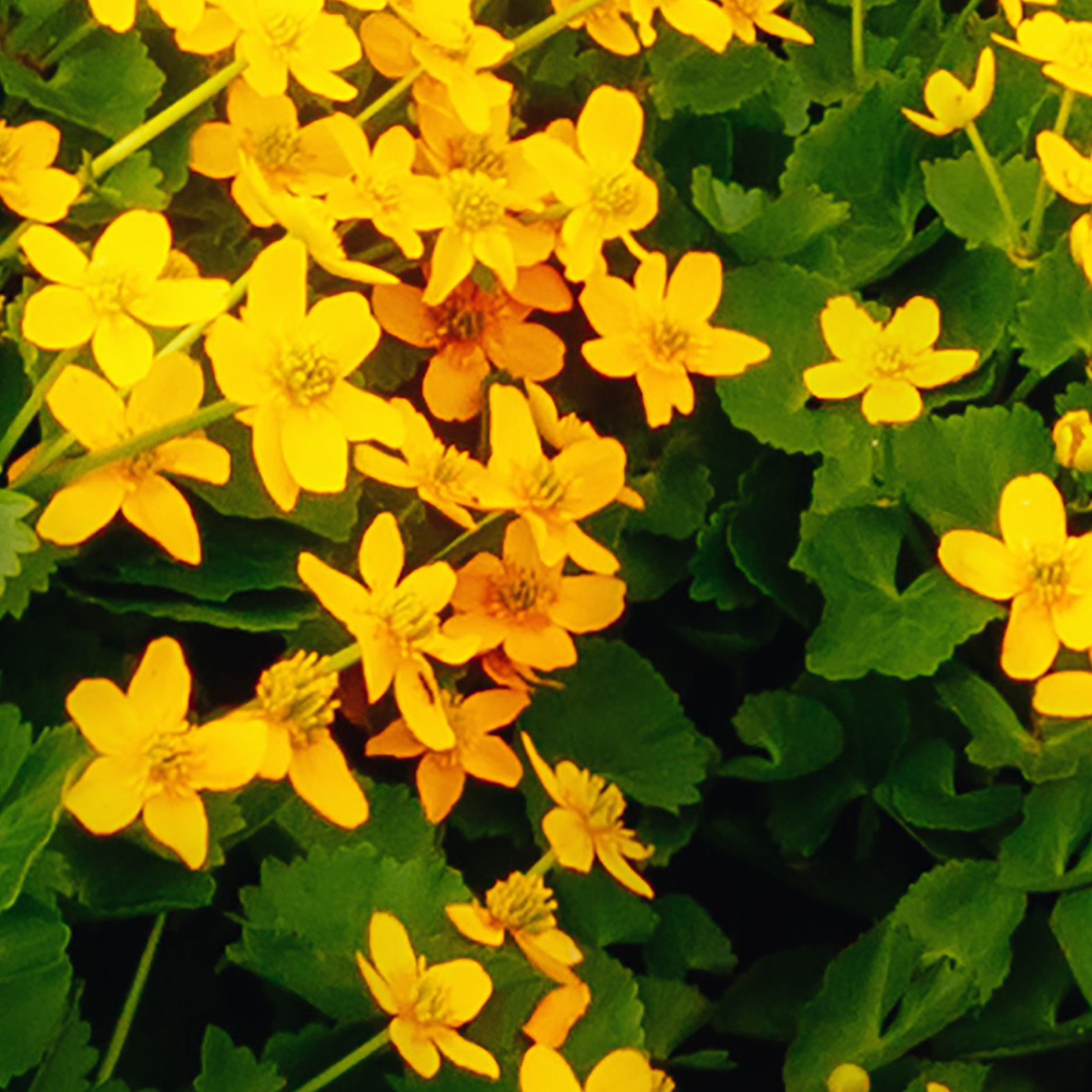 Tapeta Vodopád Seljalandsfoss