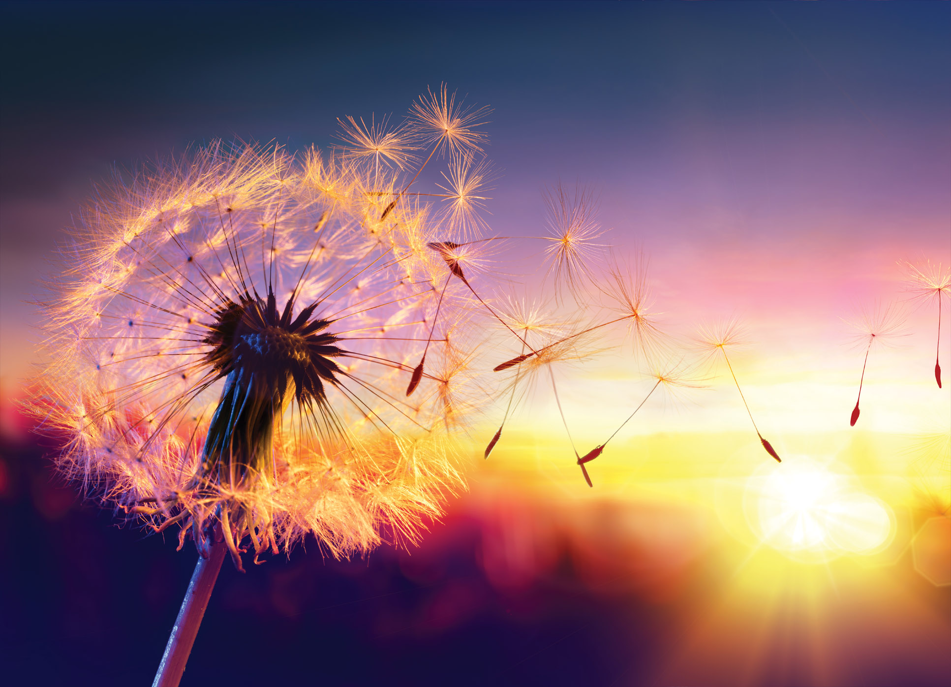 Tapeta Západ slunce a pampeliška