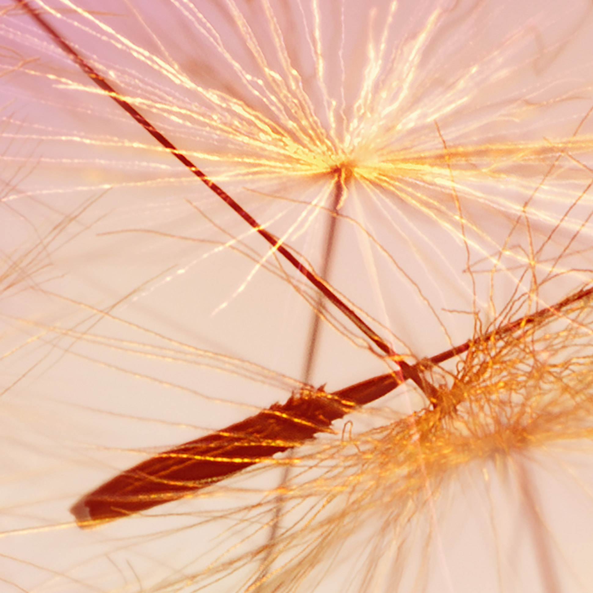 Tapeta Západ slunce a pampeliška