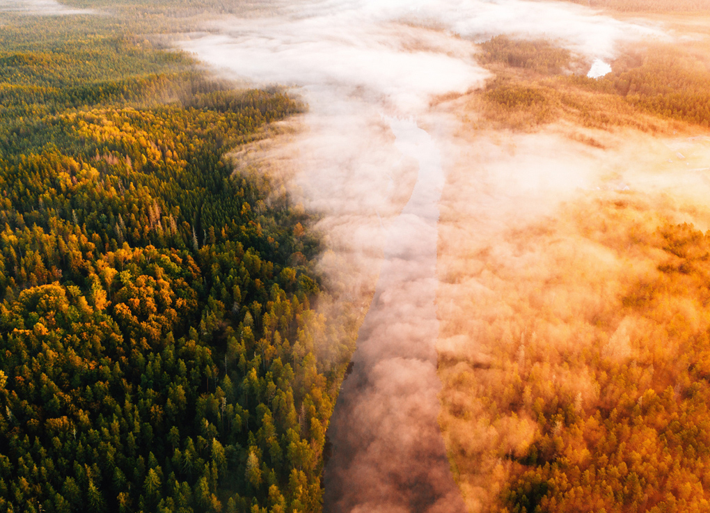Tapeta les z výšky