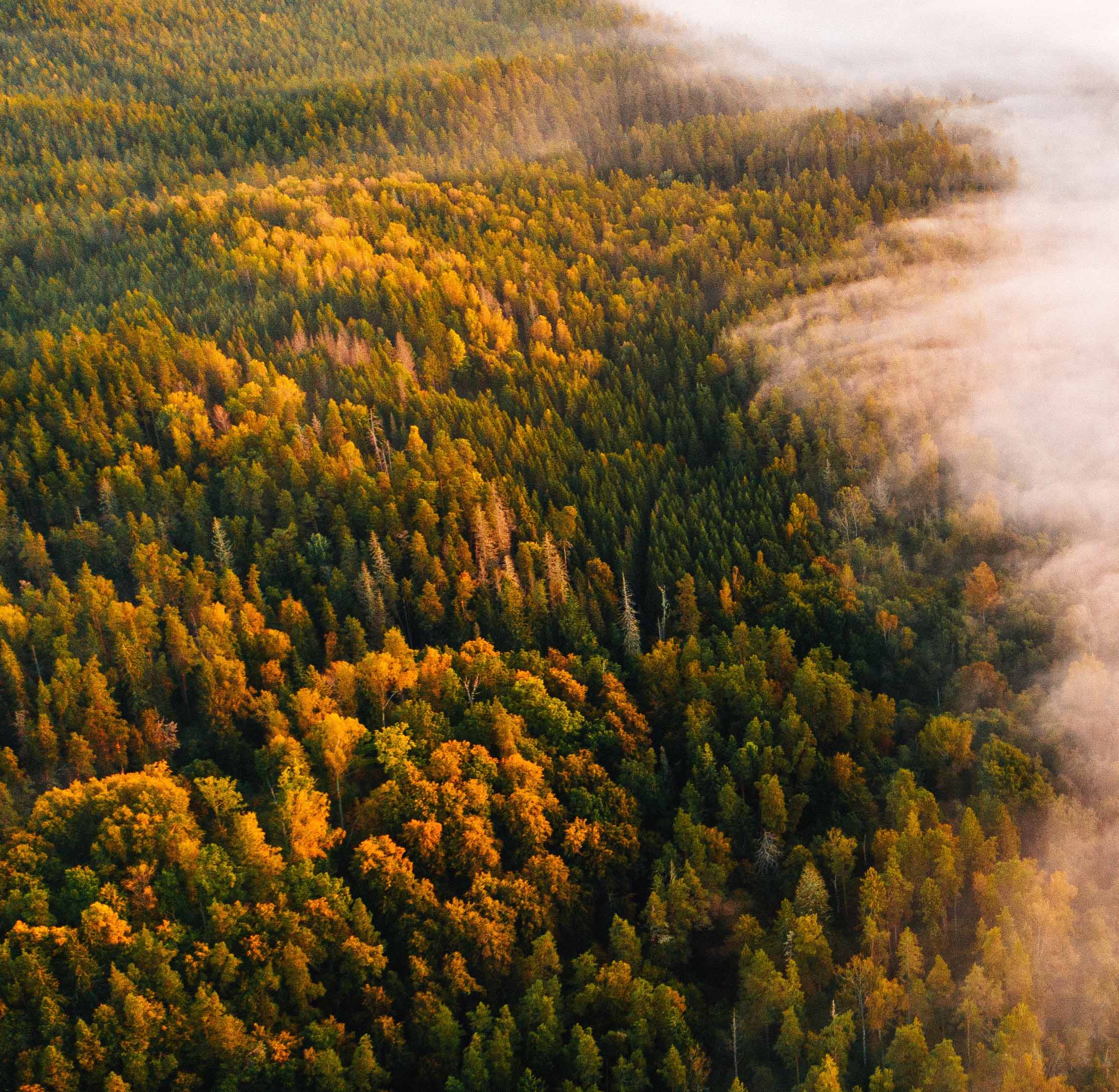 Tapeta les z výšky