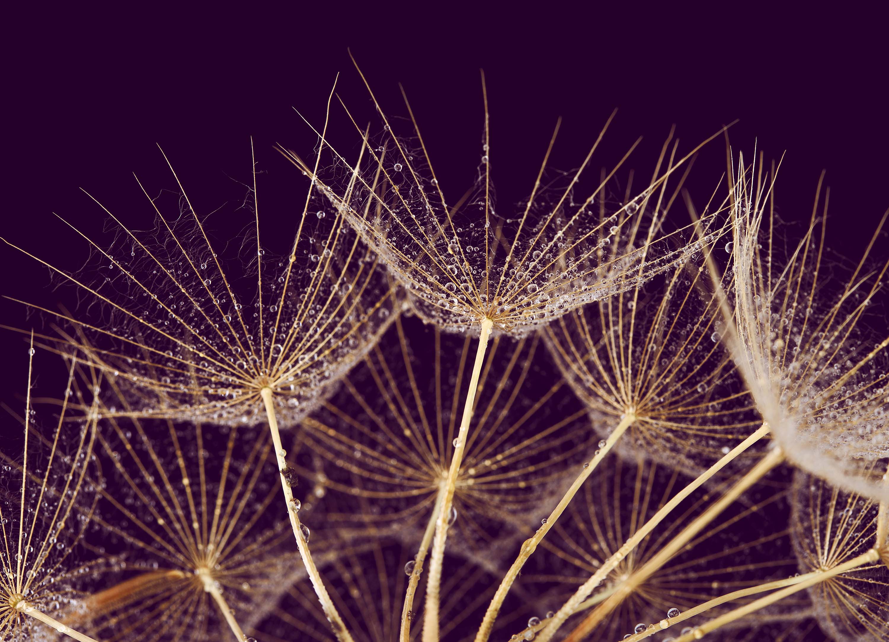 Tapeta kontrastní pampelišky