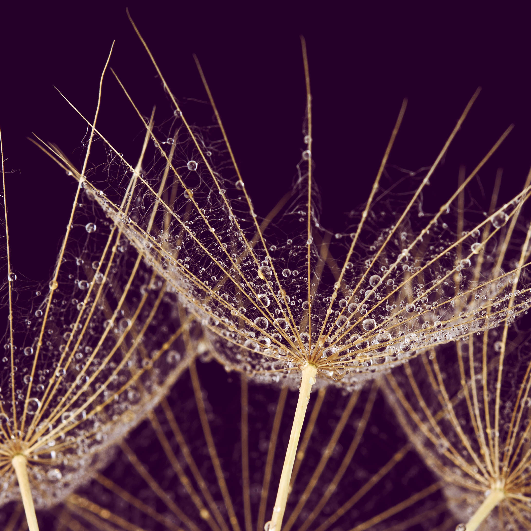 Tapeta kontrastní pampelišky