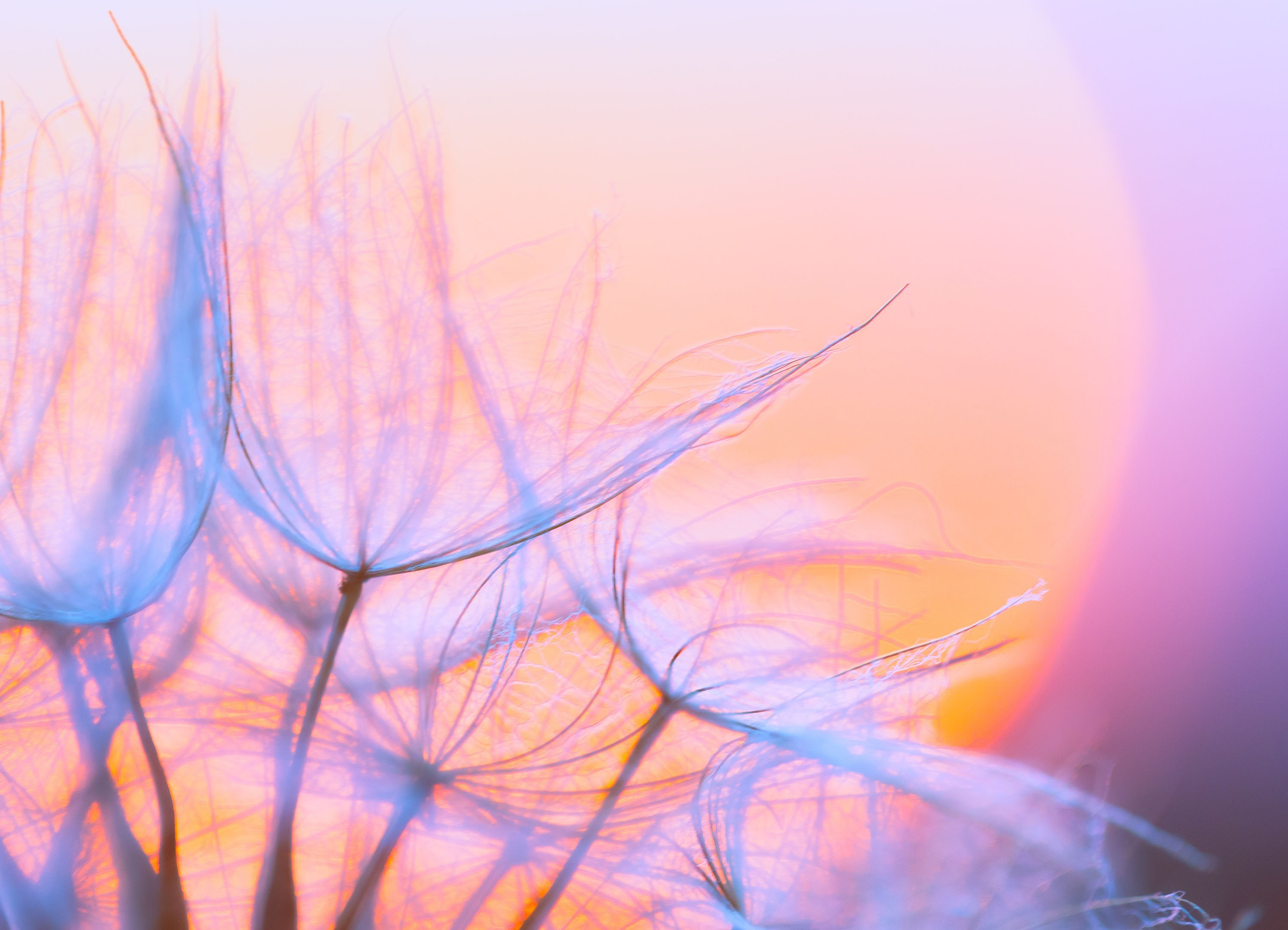 Tapeta neoneové pampelišky