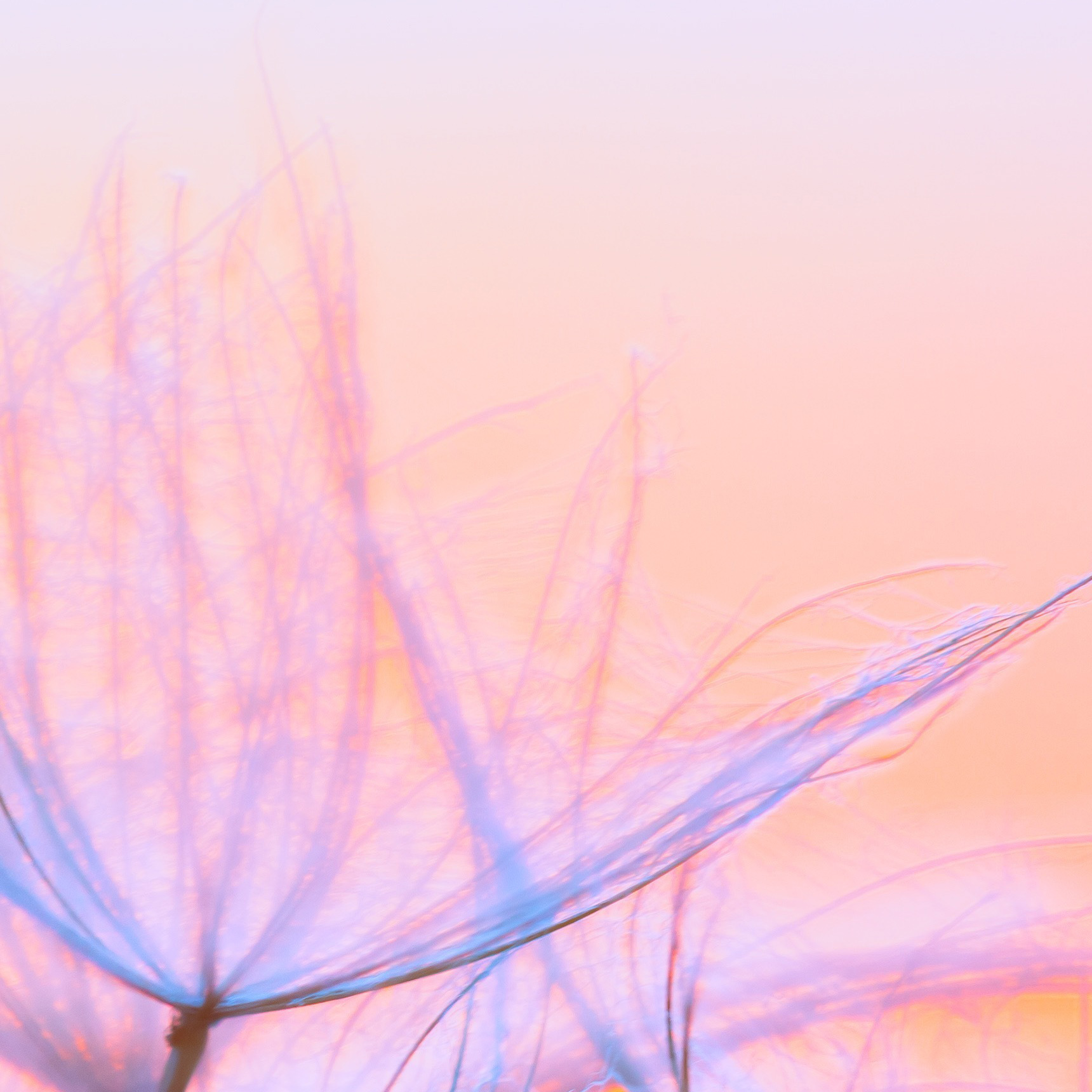 Tapeta neoneové pampelišky