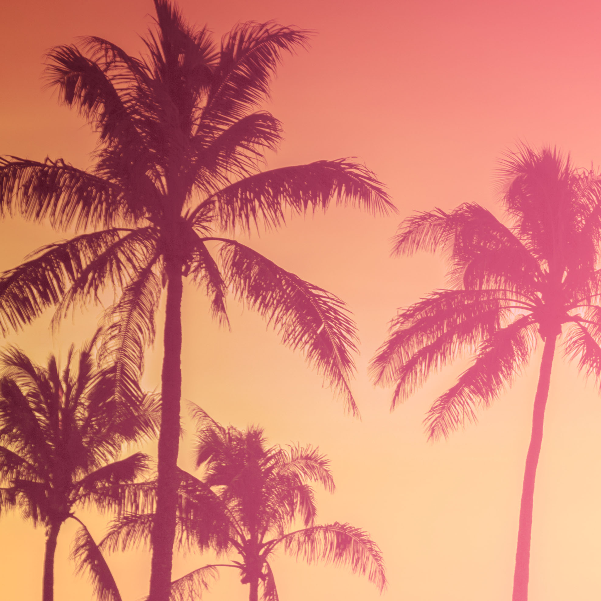 Tapeta Palmy