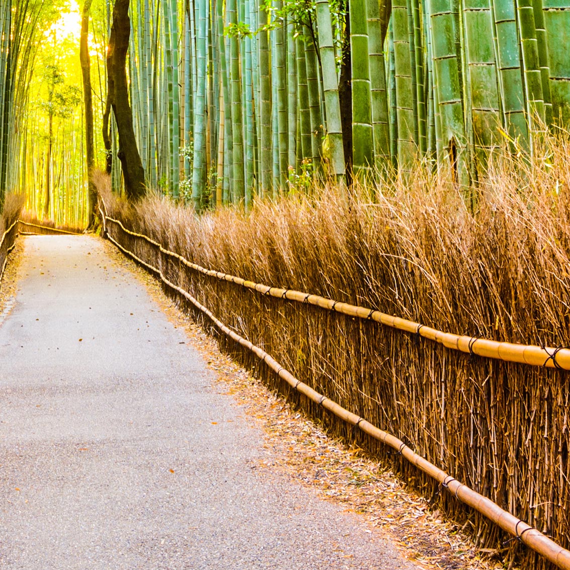 Tapeta bambusová stezka