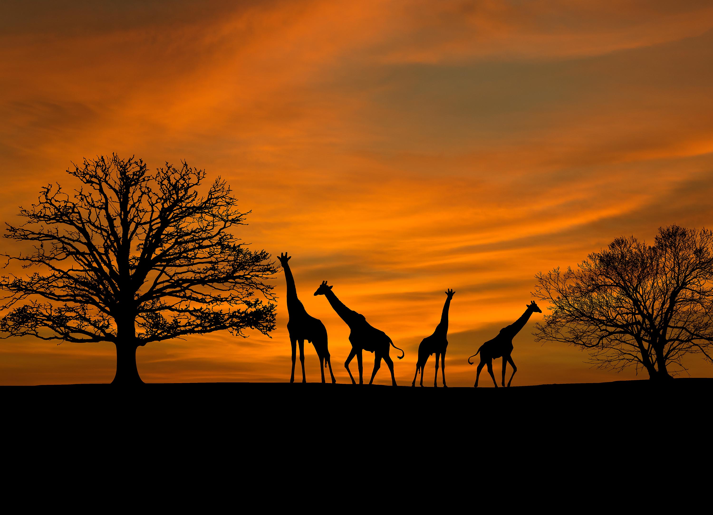 Tapeta africké žirafy