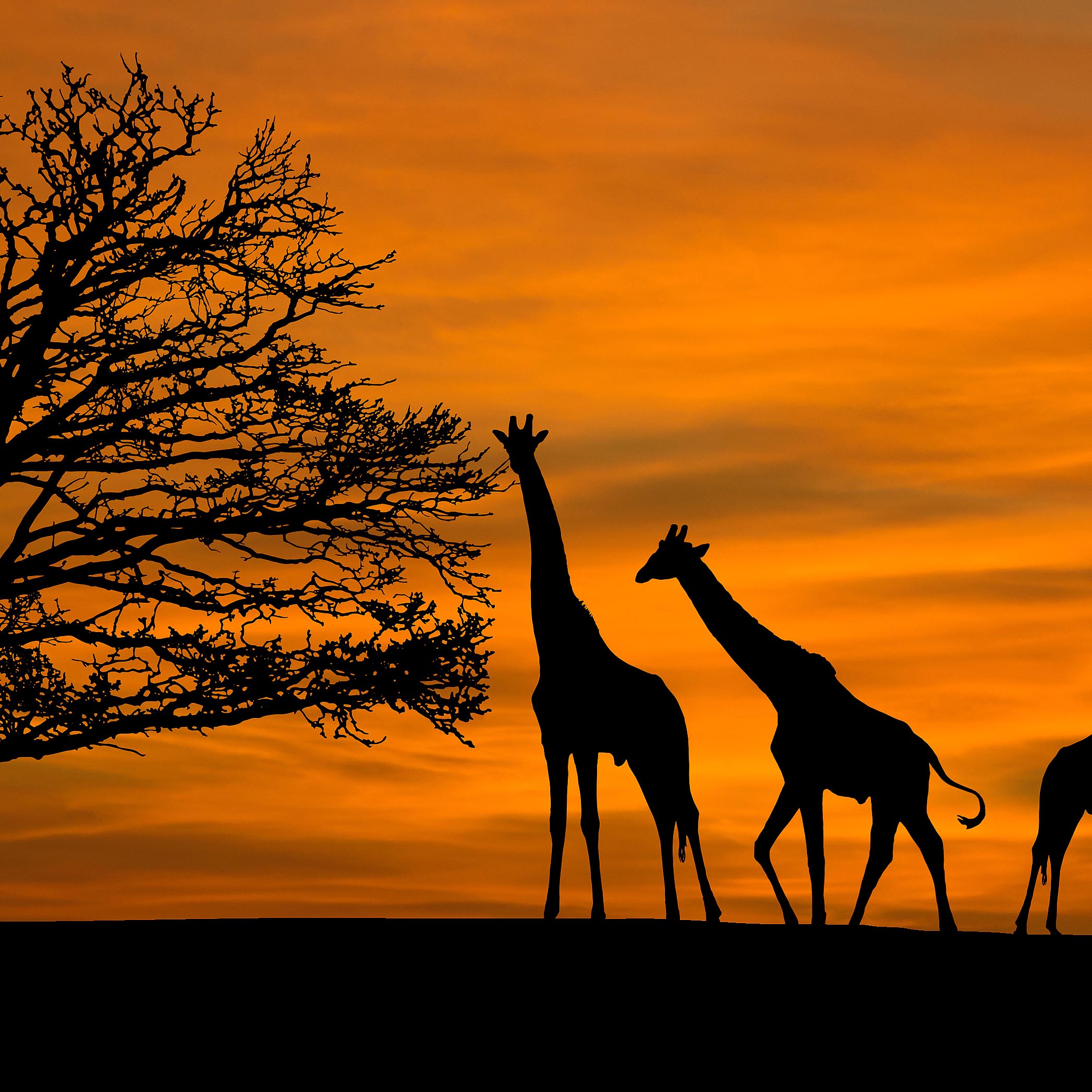 Tapeta africké žirafy