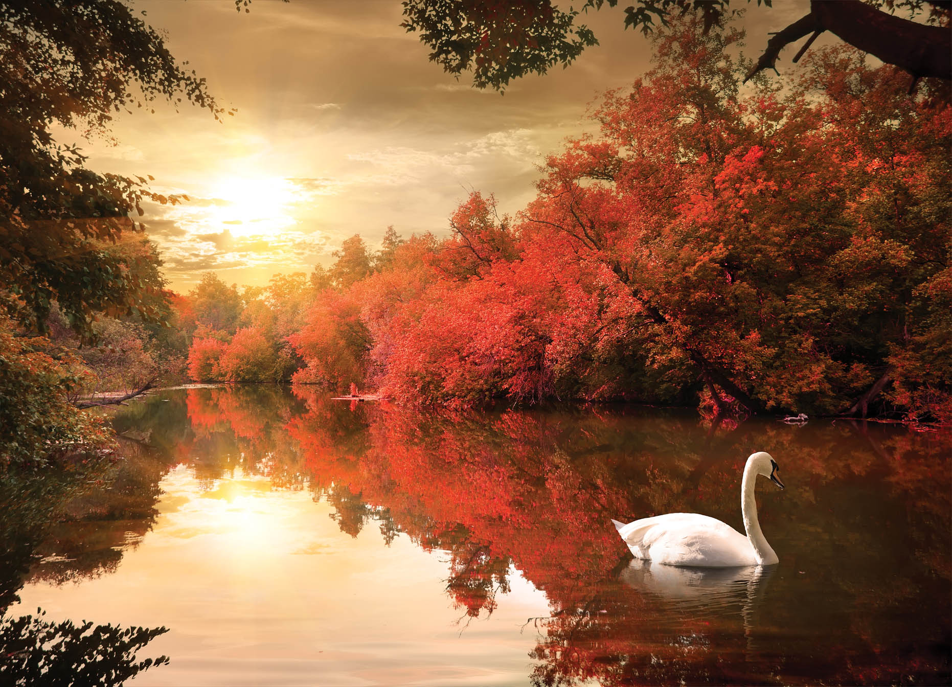 Tapeta Jezero a labuť