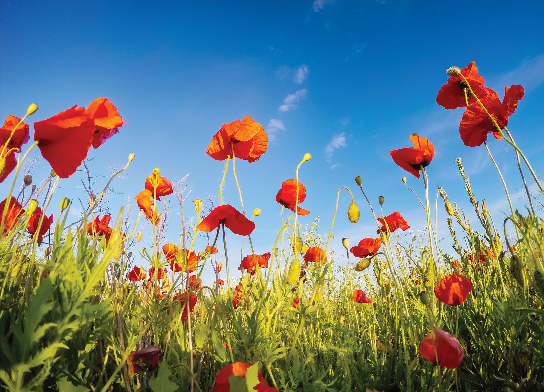 Tapeta Vlčí máky pole