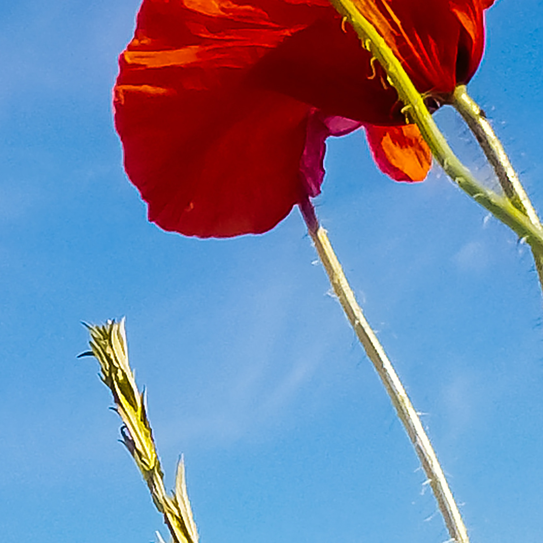 Tapeta Vlčí máky pole